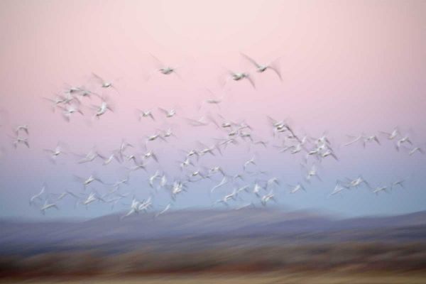 New Mexico Abstract of snow geese in flight